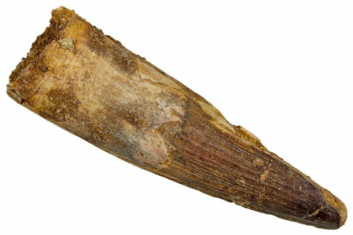 Fossil Spinosaurus Tooth - Real Dinosaur Tooth #344859